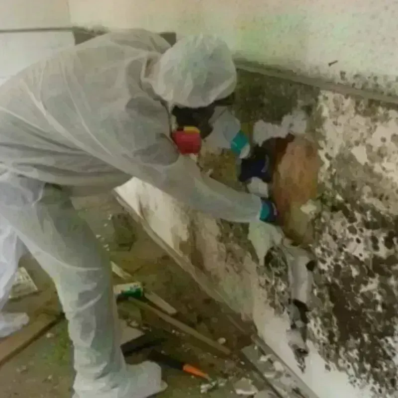 Mold Remediation and Removal in Rochelle, GA